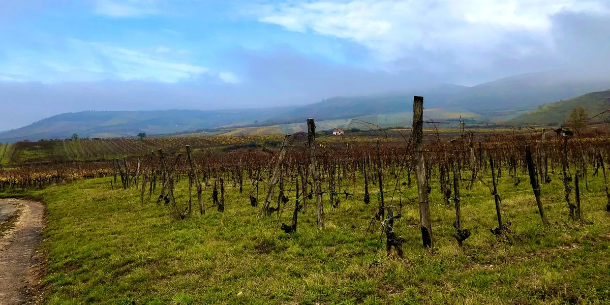 Tokaj: vulkanska vina - uvod