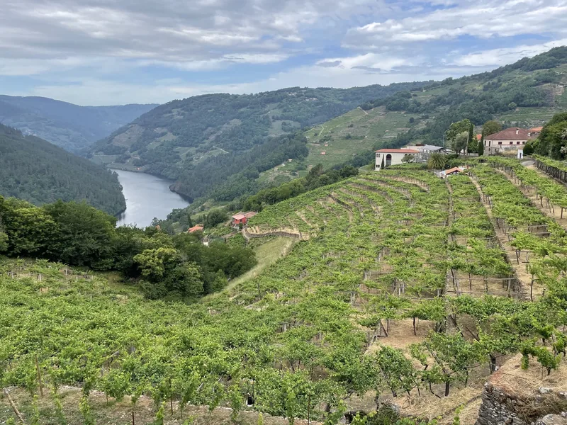 terasirani vinogradi uz rijeku