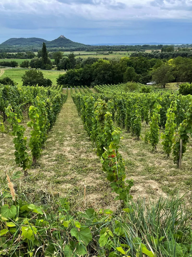redovi vinograda